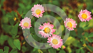 Group of daisies
