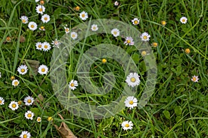 Group of daisies and wild flowers on the grass. Spring image