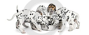 Group of Dalmatian and Beagle puppies eating all together