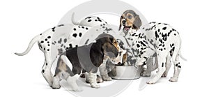 Group of Dalmatian and Beagle puppies eating all together