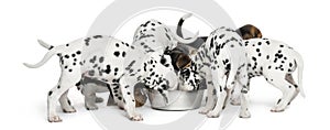 Group of Dalmatian and Beagle puppies eating all together