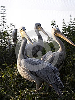 Group of Dalmatian Pelican, Pelecanus crispus, sitting on trees