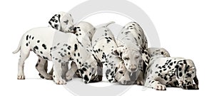 Group of Dalmatian puppies eating