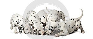 Group of Dalmatian puppies eating