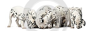 Group of Dalmatian puppies eating