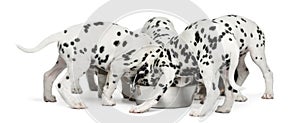 Group of Dalmatian puppies eating all together, isolated