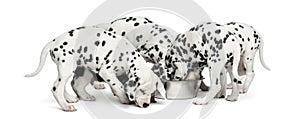 Group of Dalmatian puppies eating all together, isolated