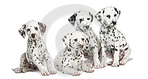 Group of Dalmatian puppies sitting, isolated