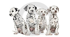 Group of Dalmatian puppies sitting, isolated