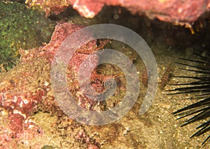 The group of dancing shrimps in myanmar divesite