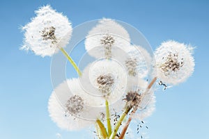Group of dandelion on blue sky closeup, summaer or spring