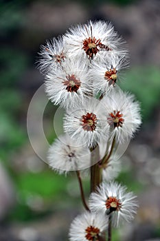 Group of dandelion sead heads