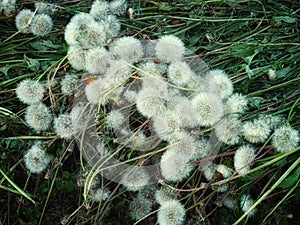 A group of dandelion seed heads in a field of grass. A lot of field dandelions. Mowed field plants