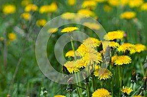 Group of Dandelion, Taraxacum officinale in full sun.