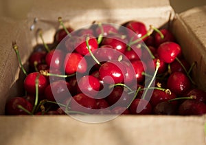 Dark red cherries in a day