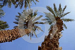 Group of date palms against blue sky.