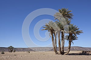 Group of date palms (Phoenix dactylifera).