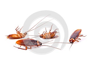 Dead cockroaches white background