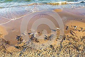 Group of dead fish on the sand in the seaside. climate change