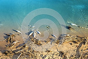 Group of dead fishes in the sand of the beach after the overflowing of the rivers