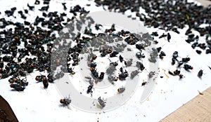 Group of dead fly trapped on sticky glue traps