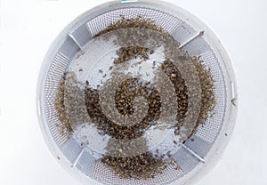 Group of Dead mosquito from insect trap in tray