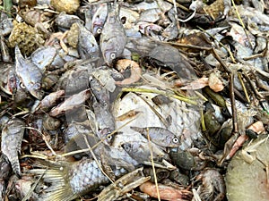 Group dead shell and dry fish on the ground