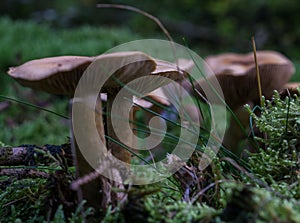 Group of Deadly webcap (Cortinarius rubellus) mushroom in a forest in closeup