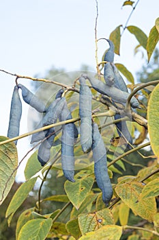 Group of Decaisnea fargesii bean-like follicles.