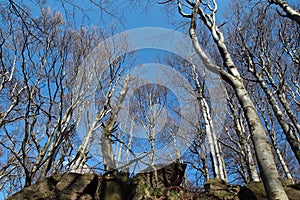 Group of deciduous trees under blue sky without leaves