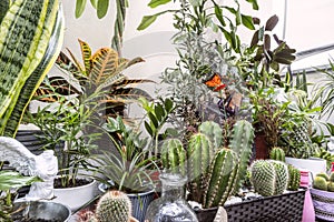 Group of decorative indoor plants with assorted cacti, palms,