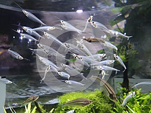 A group of Deepwater fish with transparent and luminous body. Small tiny fishes swimming in the aquarium tank.