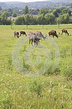 Group of deer