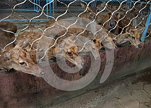 Group of deer in cage for feeding