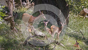 Group of Deer in Dyrehaven, Denmark
