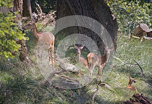 Group of Deer in Dyrehaven, Denmark