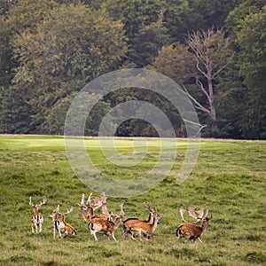 Group of Deer in Dyrehaven, north of Copenhagen