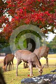 A group of deer grazing during autumn fall colorful season in Nara Park, vertical crop