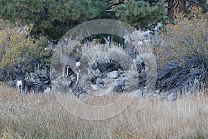 Group of deer grazing on bushes and grass at forest edge