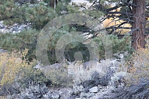 Group of deer grazing on bushes and grass at forest edge