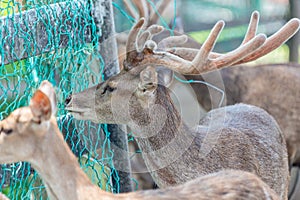 Group of deer locked in the aviary at zoo in Sarawak. Borneo
