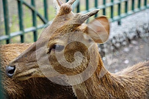 A group of deer in nature photo