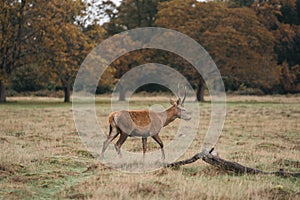 Group of deer in Richmond Park. The largest park of the royal parks in London