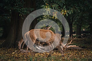 Group of deer in Richmond Park. The largest park of the royal parks in London