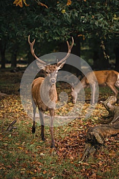 Group of deer in Richmond Park. The largest park of the royal parks in London