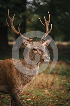 Group of deer in Richmond Park. The largest park of the royal parks in London