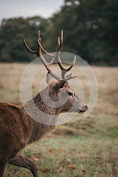 Group of deer in Richmond Park. The largest park of the royal parks in London