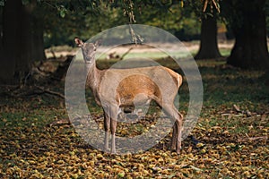 Group of deer in Richmond Park. The largest park of the royal parks in London