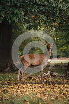 Group of deer in Richmond Park. The largest park of the royal parks in London