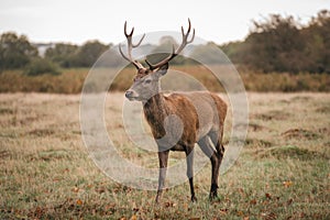 Group of deer in Richmond Park. The largest park of the royal parks in London